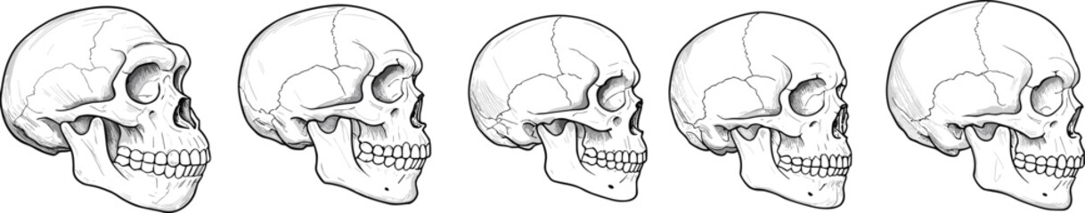 Human skull anatomy illustration, medical diagram, skull bone structure, detailed side view, educational reference, realistic vector drawing, science artHuman skull anatomy illustrati