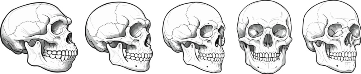Human skull anatomy illustration, medical diagram, skull bone structure, detailed side view, educational reference, realistic vector drawing, science artHuman skull anatomy illustration