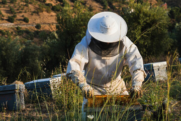 Beekeeper collecting honeycomb from beehive in apiary