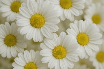 Fototapeta premium Detailed macro shot of Zoge flowers with a softly blurred textured backdrop