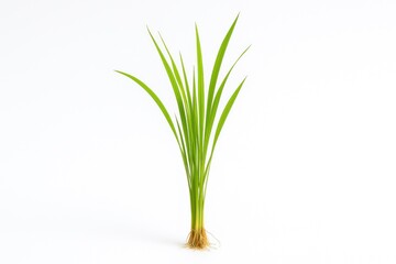 Fototapeta premium Fresh green rice seedling on plain white surface