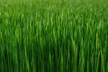 Obraz premium Lush young green wheat covering the entire scene with a focus on agriculture themes. Background image.