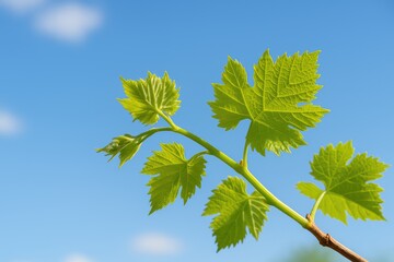 Fresh green grape leaves against a clear spring sky