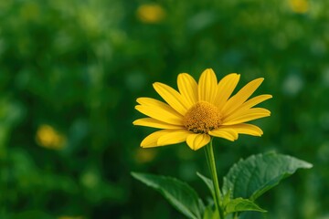 Golden foliage in the backyard