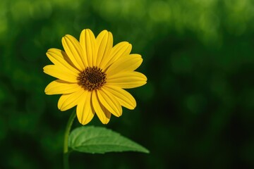 Fototapeta premium Bright bloom amidst lush greenery in a peaceful garden