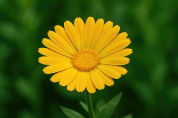 A vibrant yellow blossom set against lush green foliage