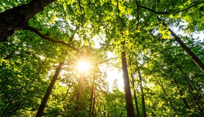 Obraz premium Sunlight filtering through lush forest canopy