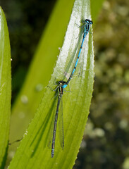two common blue damselflies, Enallagma cyathigerum, mating on a green leaf