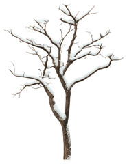 Fototapeta premium PNG Real dry tree snow snow-covered illustrated.