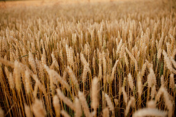 Close-up view of ripe wheat ears swaying in the wind under bright sunlight. A natural rural scene capturing the beauty of the harvest season, symbolizing organic farming, sustainable agriculture, and 