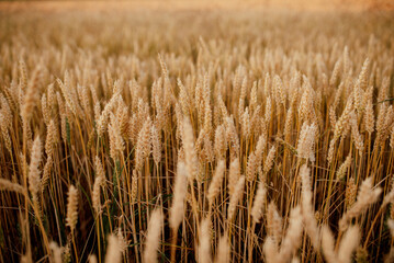 Golden wheat field under natural sunlight, showing ripe grain ready for harvest. A rural summer landscape symbolizing agriculture, farming, organic food production, and countryside serenity.
