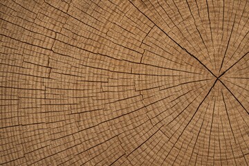 Fototapeta premium Close-up of wood surface with delicate crack patterns for natural design backdrop