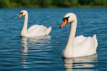 Obraz premium Beautiful swans gracefully gliding on the water