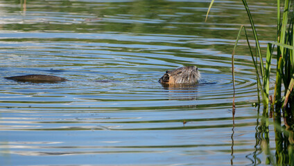 a coypu, Myocastor coypus, swimming in calm water with ripples