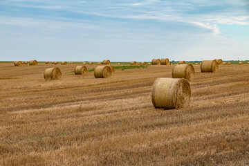 A rural landscape featuring large cylindrical straw  bales arranged across a freshly harvested...