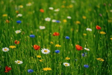 Summer meadow filled with wildflowers