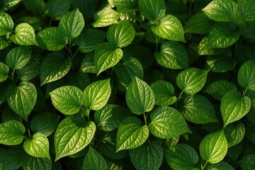 Medicinal properties of Wildbetal Leaf bush herbs captured in a close-up under sunlight