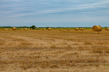 golden wheat stubble with round straw bales