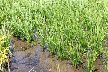 水田の稲の成長（品種：雪若丸）