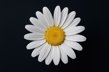 Bright white daisy with blooming petals against a dark backdrop