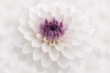 Fototapeta premium Light and dark floral pattern in white and purple hues