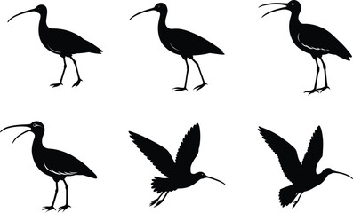 Curlew Silhouette Vector Illustration Set
