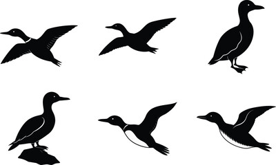 Fototapeta premium Guillemot Silhouette Vector Illustration