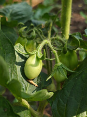 Unripe Green Tomatoes Growing on a Vine in a Sunny Garden