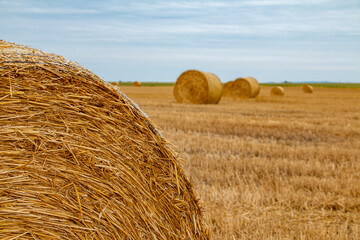 golden wheat field with round straw bales after harvest