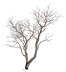 Fototapeta premium PNG Dead tree branches winter ground.