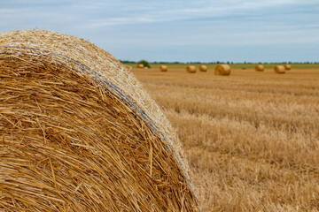 agriculture scene with round straw bales on wheat field