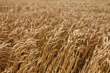 A dense field of ripe golden wheat sways gently in the breeze, indicating the peak of harvest...