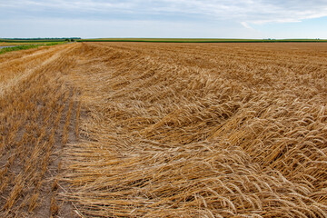 flattened wheat field with mature golden ears

