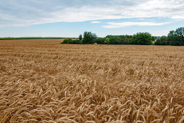 Golden wheat field ready for harvest
