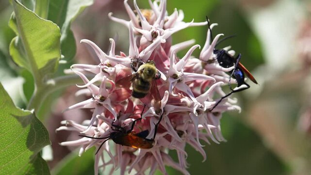 Bumble Bee landing on a milkweed flower with tarantula hawks on it during summer in the Utah desert.