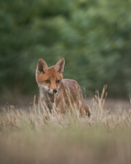 Curious Roe Deer Buck
