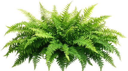 Green fern plant with delicate fronds and detailed leaf structure isolated on white background