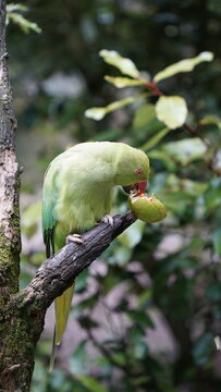 Close-up of Indian Parakeet Eating on Tree Branch