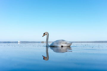 Fototapeta premium Graceful swan swimming peacefully on a calm lake with clear blue sky