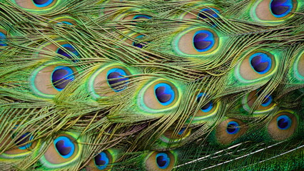 Peacock Feathers with Iridescent Eye Spots