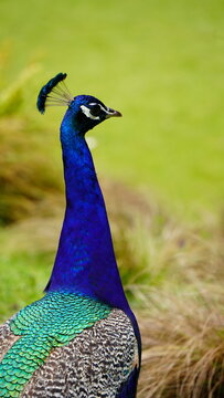 Alert Peacock in Focus