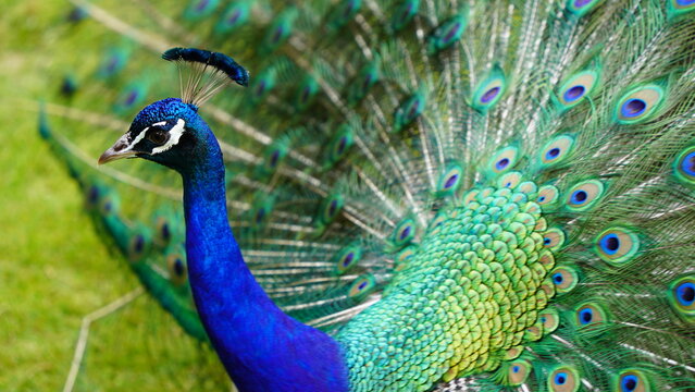 Peacock Neck and Crest Feathers Closeup