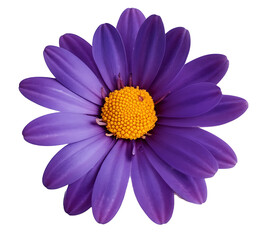Obraz premium A Beautiful Purple Daisy with a Vibrant Yellow Center Sitting Majestically Against a Clean White Background