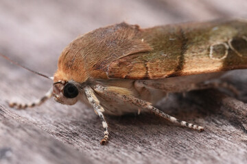 Facial closeup on a European Broad-bordered Yellow Underwing owlet moth, Noctua fimbriata