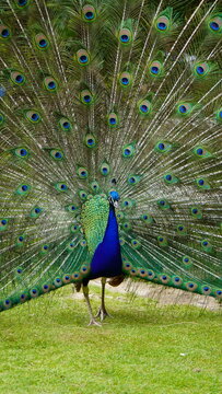 Colorful Peacock Showing Off Plumage