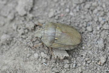 Closeup on a pale colored European tortoise sunn pest or corn shield bug Eurygaster integriceps in Bulgaria