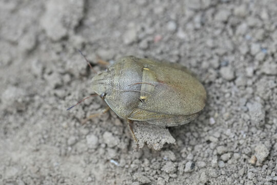 Closeup on a pale colored European tortoise sunn pest or corn shield bug Eurygaster integriceps in Bulgaria