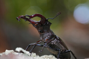 Closeup on a large male European stag beetle Lucanus cervus turcicus
