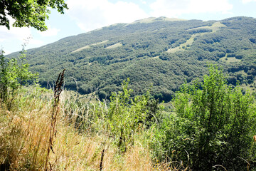 Expansive panoramic view of rolling green hills and forests under a clear sky, typical of the natural beauty found near Pescasseroli in Abruzzo, Italy.