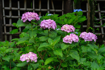 紫陽花と竹垣